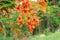 Blossom Royal Poinciana or Flamboyant Delonix regia flowers