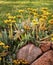 Blossom sedum