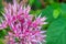 Blossom Sedum Prominent, Sedum Spectabile. Pink flowers of Sedum Spectabile