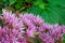 Blossom Sedum Prominent, Sedum Spectabile. Pink flowers of Sedum Spectabile