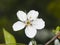 Blossom of serviceberry tree with bokeh background close-up, selective focus, shallow DOF