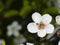 Blossom of serviceberry tree with bokeh background close-up, selective focus, shallow DOF