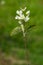 Blossom of serviceberry tree with bokeh background close-up, selective focus, shallow DOF