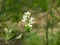 Blossom of serviceberry tree with bokeh background close-up, selective focus, shallow DOF