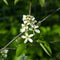 Blossom of serviceberry tree with bokeh background close-up, selective focus, shallow DOF