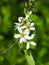 Blossom of serviceberry tree with bokeh background close-up, selective focus, shallow DOF