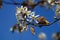 Blossom of a shadbush (Amelanchier)