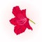 Blossom shrub red flower rhododendron vintage vector illustration editable