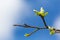 Blossom single branch with green leaves on blue sky background