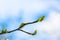 Blossom single branch with green leaves on blue sky background