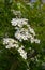 Blossom of Single-seeded Hawthorn