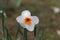 Blossom of the small cupped narcissus Barret Browning