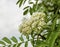 Blossom sorbus.