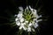 The blossom of a spider flower (Cleome spinosa) from above against a dark background