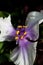 Blossom of Spiderwort or Andersoniana Tradescantia closeup and petals of the flower.