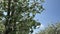 Blossom spring orchard, looking up to sky, sun rays shinning throw tree branches