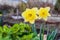 Blossom spring yellow daffodils. Natural spring gardening background.