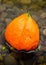 A blossom of a strawberry groundcherry is floating on the dark surface of the water.