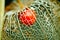 The blossom of a strawberry groundcherry, physalis, weathered, the skeleton in the sunlight