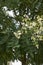 Blossom of Styphnolobium japonicum