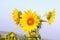 Blossom Sunflower image background