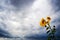 blossom of sunflowers over the dramatic clouds