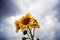 blossom of sunflowers over the dramatic clouds