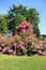 Blossom Sweet Pink Roses.  Rose Garden With Warm Sunlight