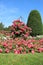 Blossom Sweet Pink And White Roses. Rose Garden With Warm Sunlight