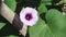 Blossom of sweet potato or purple ipomoea batatas blooming with bee drinking nectar in farm outdoor background