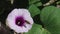 Blossom of sweet potato or purple ipomoea batatas blooming with bee drinking nectar in farm outdoor background