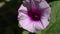 Blossom of sweet potato or purple, ipomoea batatas blooming in farm outdoor background