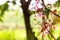 Blossom tiny pink flower, star fruit tree branch with blossom fl