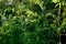 Blossom tomato plant in a garden close up