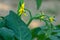 Blossom of tomato plant, Solanum lycopersicum