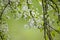 Blossom of toringo crabapple on a green background in Japan