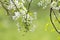 Blossom of toringo crabapple on a green background in Japan