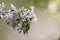 Blossom of toringo crabapple in Japan