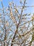 Blossom Trail apricot trees in bloom