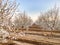 Blossom Trail apricot trees in bloom