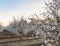 Blossom Trail apricot trees in bloom