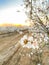 Blossom Trail apricot trees in bloom