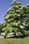 Blossom Tree from Park Jacques Cartier from Gatineau in Ontario Province