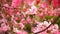 Blossom tree, pink flower sakura. Flowers Cherry flowering