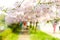 Blossom trees and flowers in a park. Beautiful spring nature view with people. Trees and sunlight. Scene of sunny day. Natural bac