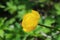 Blossom of Trollius europaeus, the globe flower