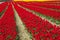 Blossom Tulip field