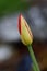 Blossom tulipa flower close up.