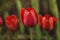 Blossom tulipa flower close up