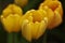 Blossom tulipa flower close up